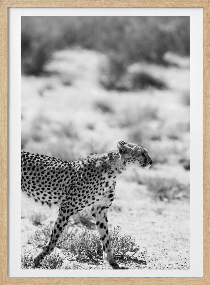Ein laufender Gepard | Poster