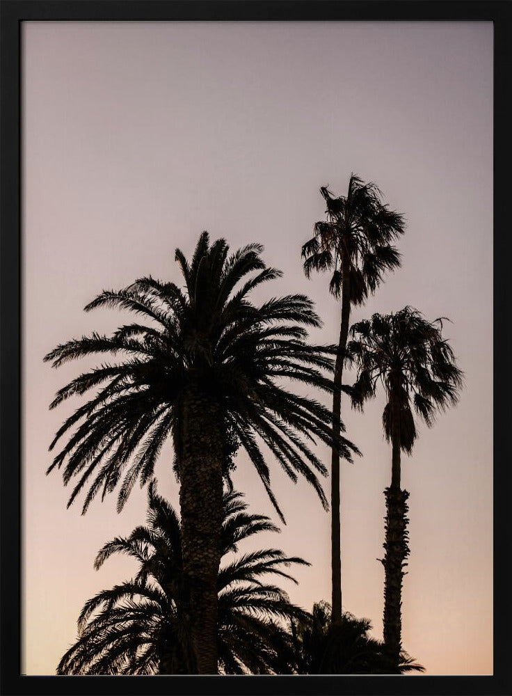 Palmen-Silhouette | Poster