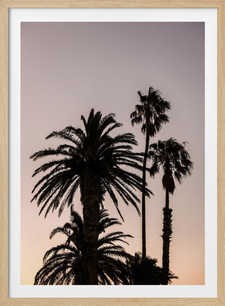 Palmen-Silhouette | Poster