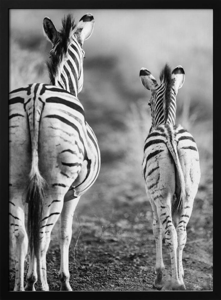 Striped Horse Back Side | Poster
