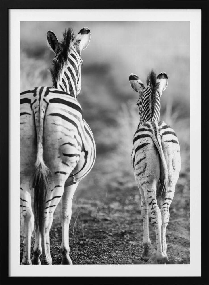 Striped Horse Back Side | Poster