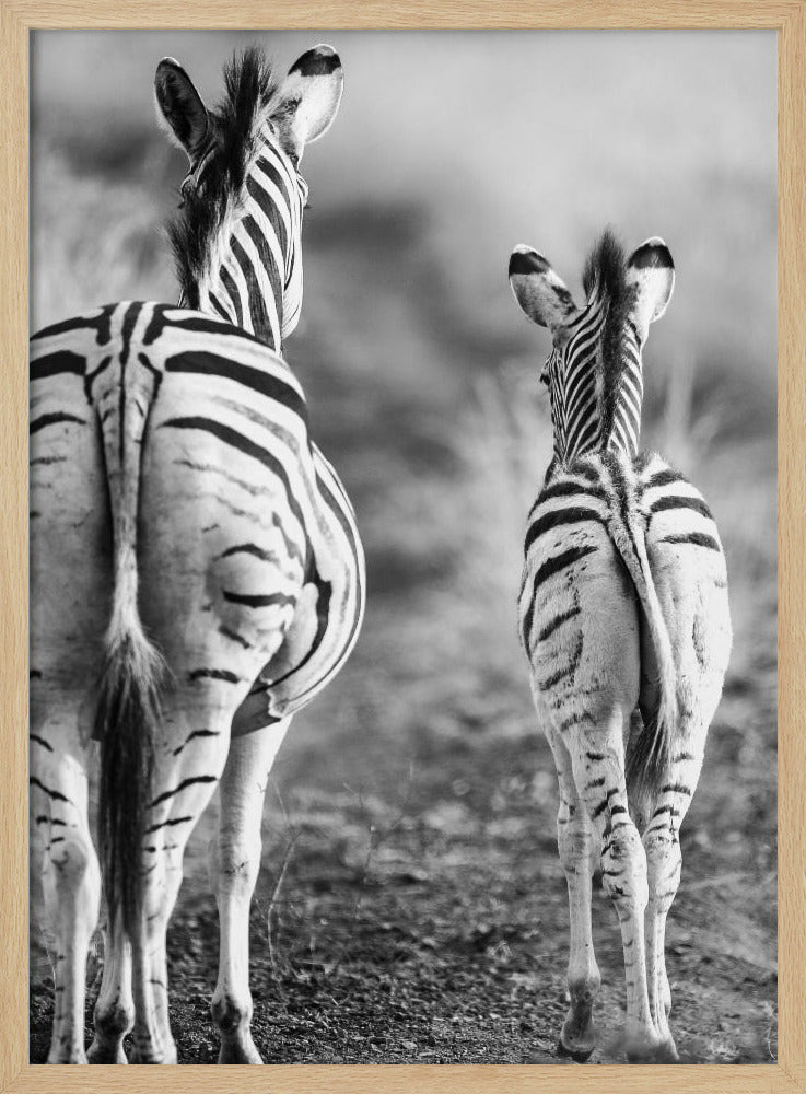 Striped Horse Back Side | Poster