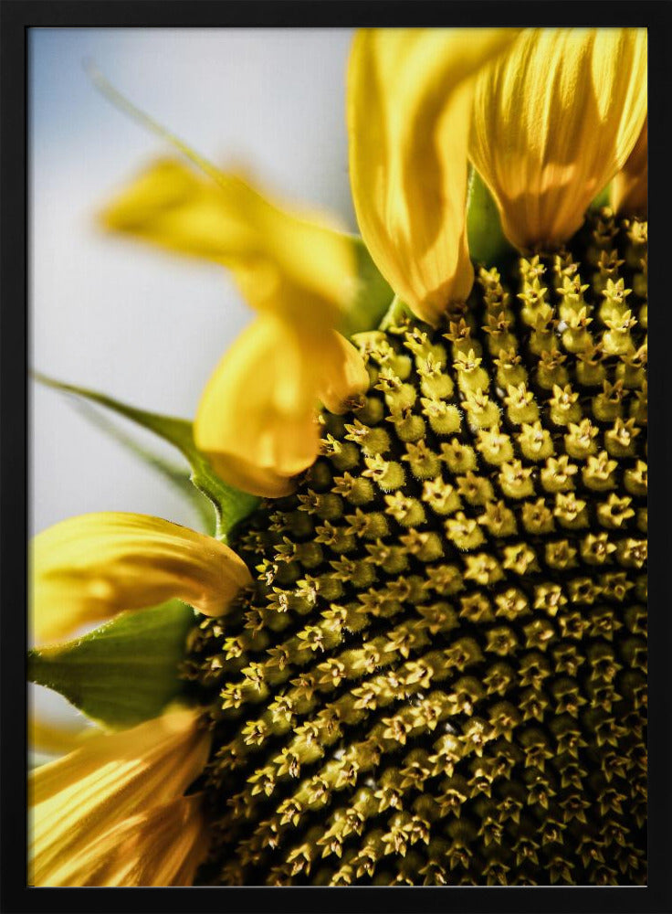Sonnenblume Nahaufnahme | Poster