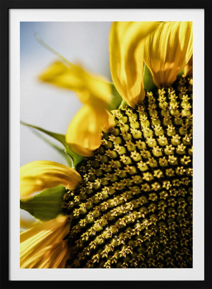Sonnenblume Nahaufnahme | Poster