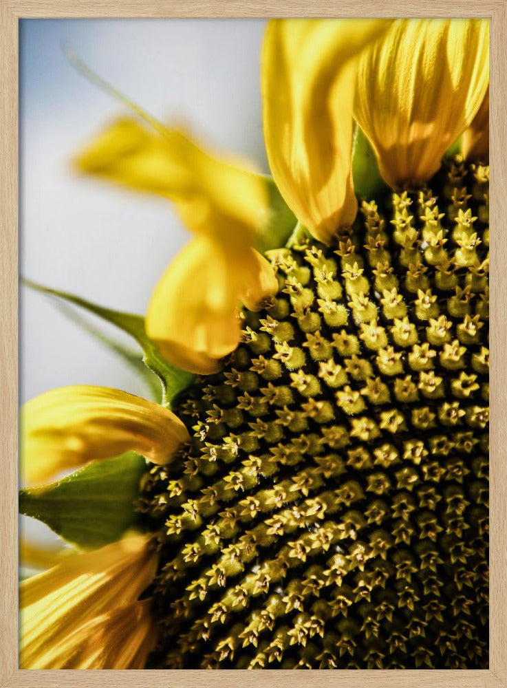 Sonnenblume Nahaufnahme | Poster