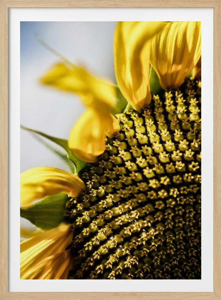 Sonnenblume Nahaufnahme | Poster