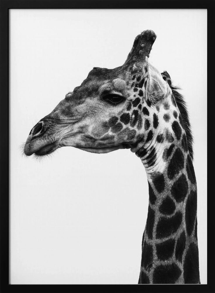 Intricate Patterns Of A Giraffe's Skin | Poster