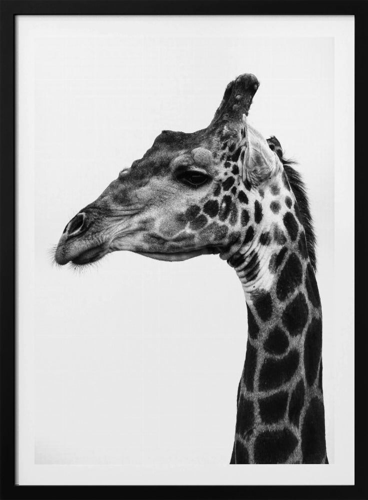 Intricate Patterns Of A Giraffe's Skin | Poster
