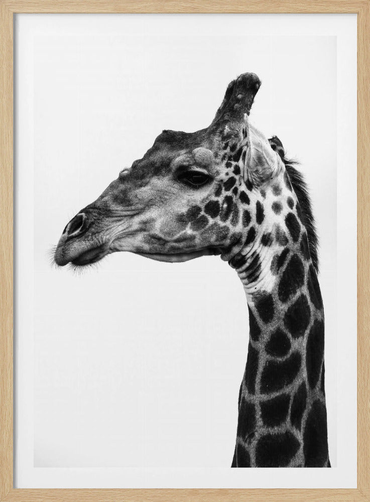 Intricate Patterns Of A Giraffe's Skin | Poster