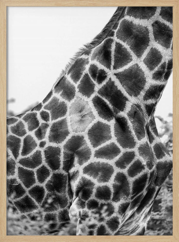Komplizierte Muster der Giraffenhaut | Poster