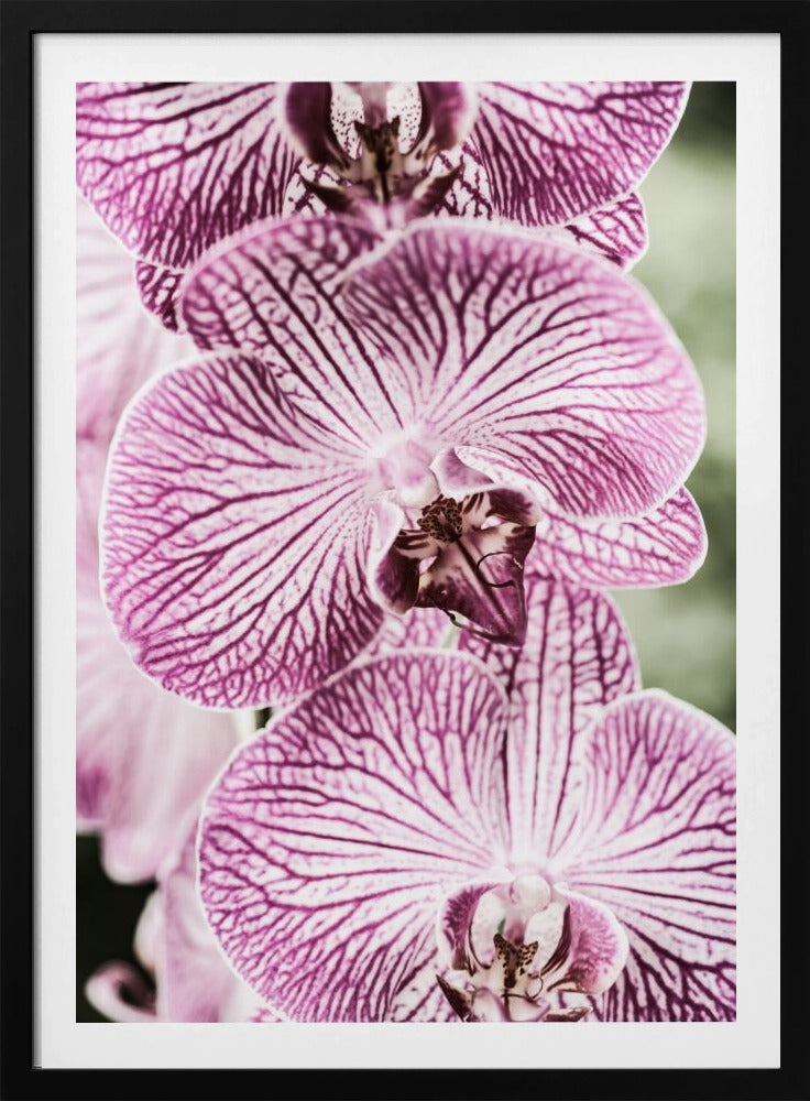Tigerblüten | Poster