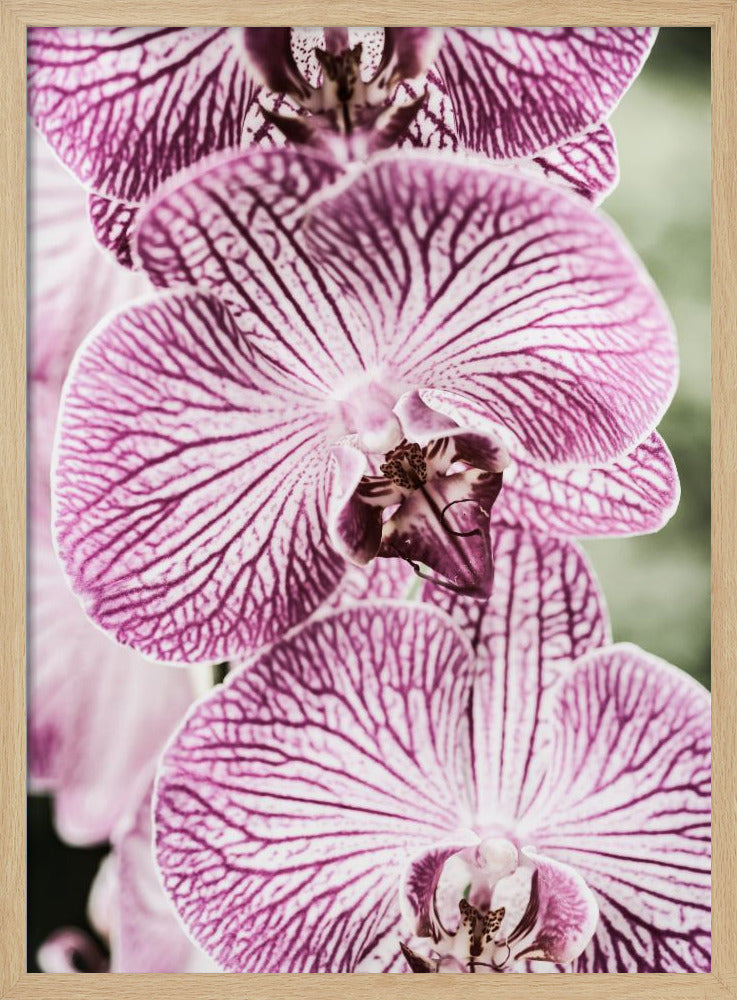 Tigerblüten | Poster
