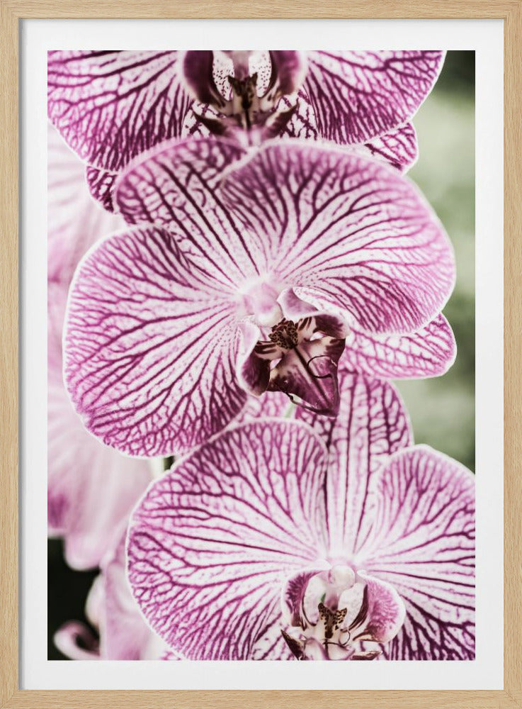 Tigerblüten | Poster