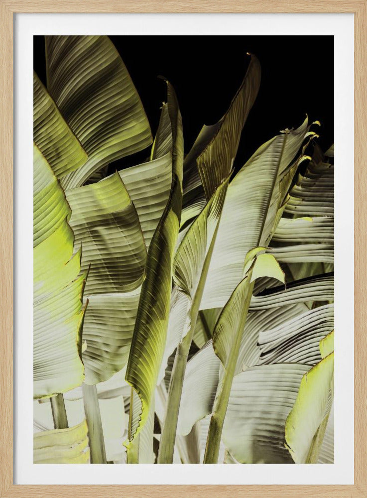 Bananenblätter in sanfter Beleuchtung | Poster