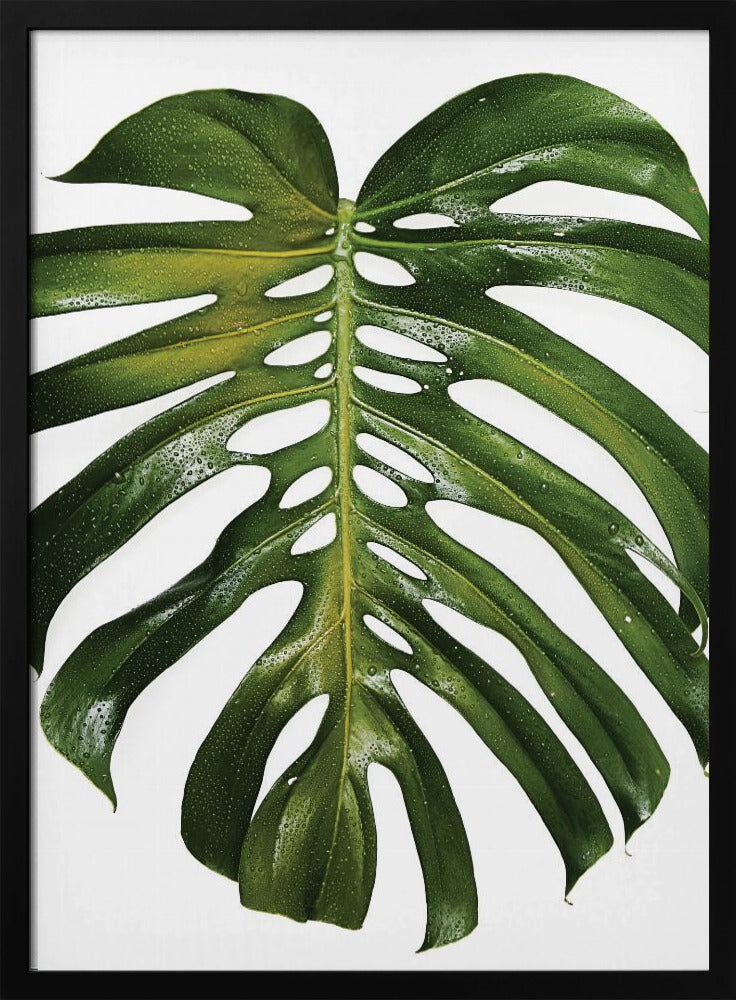 Grünes Monstera-Blatt | Poster