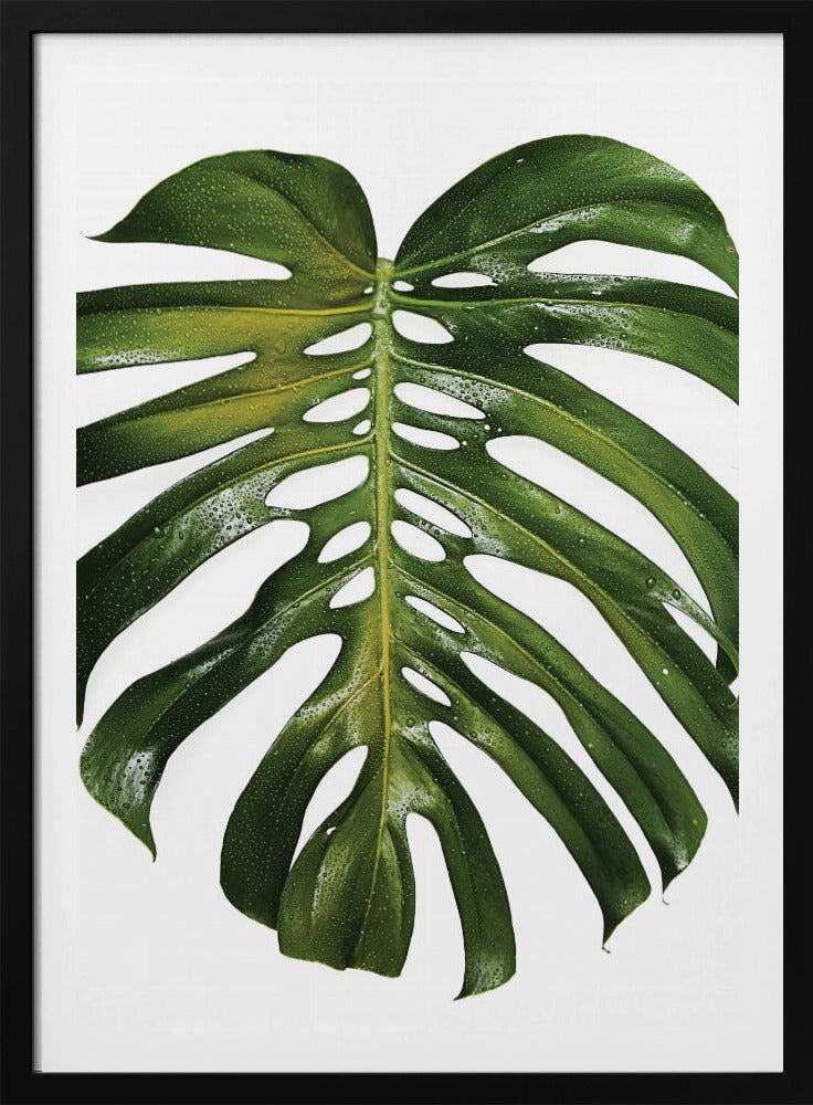 Grünes Monstera-Blatt | Poster