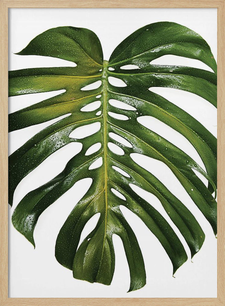 Grünes Monstera-Blatt | Poster