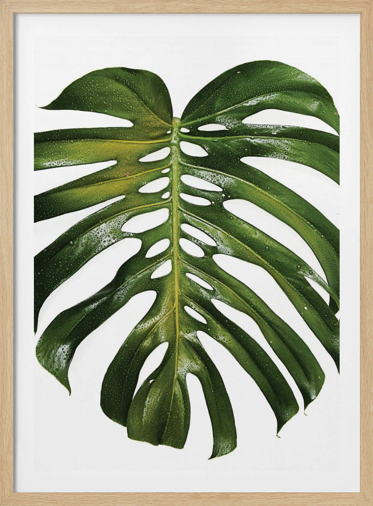 Grünes Monstera-Blatt | Poster