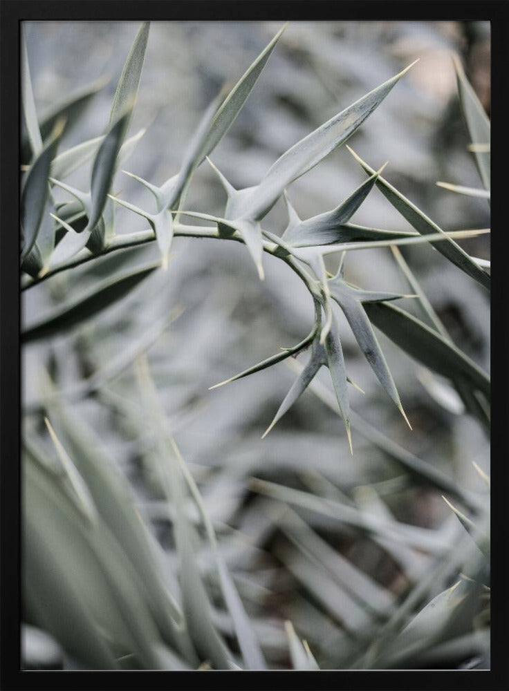 Intricate Details Of Spiky Leaves | Poster