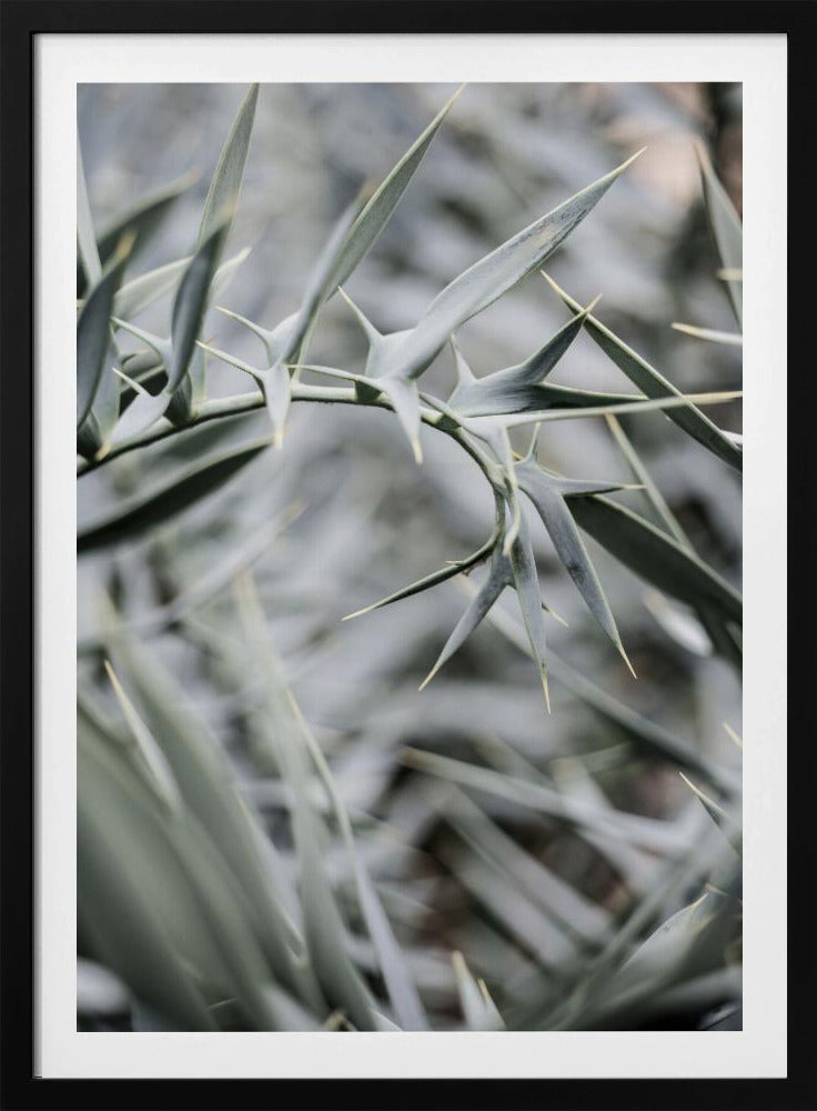Intricate Details Of Spiky Leaves | Poster