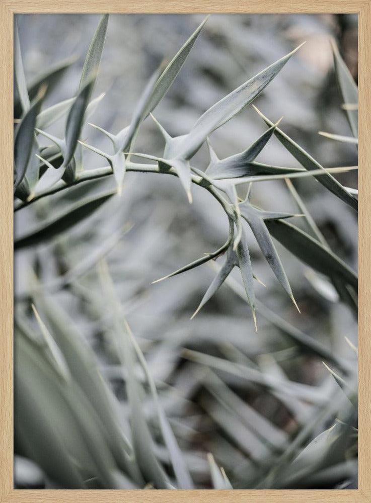 Intricate Details Of Spiky Leaves | Poster