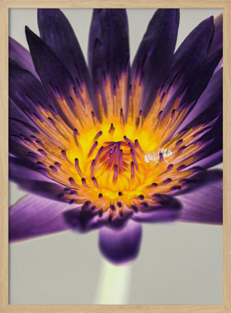 Lila Wasserlilie | Poster