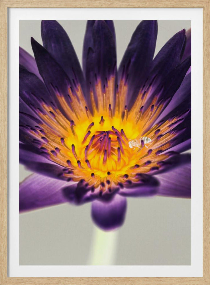 Lila Wasserlilie | Poster