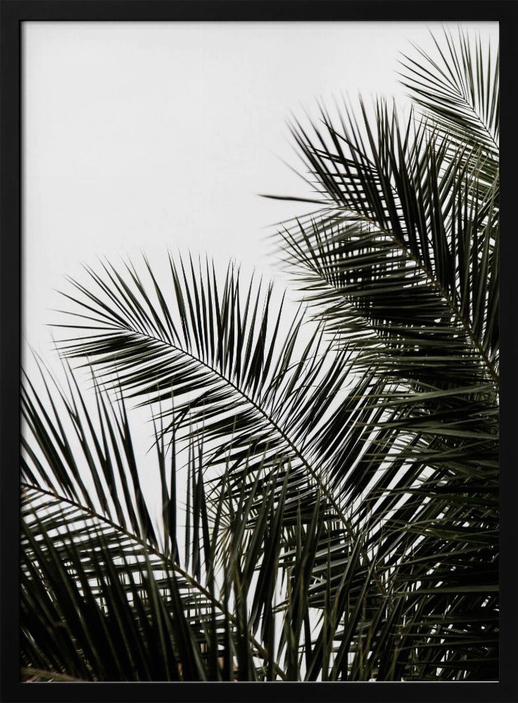 Palmblätter 3 | Poster