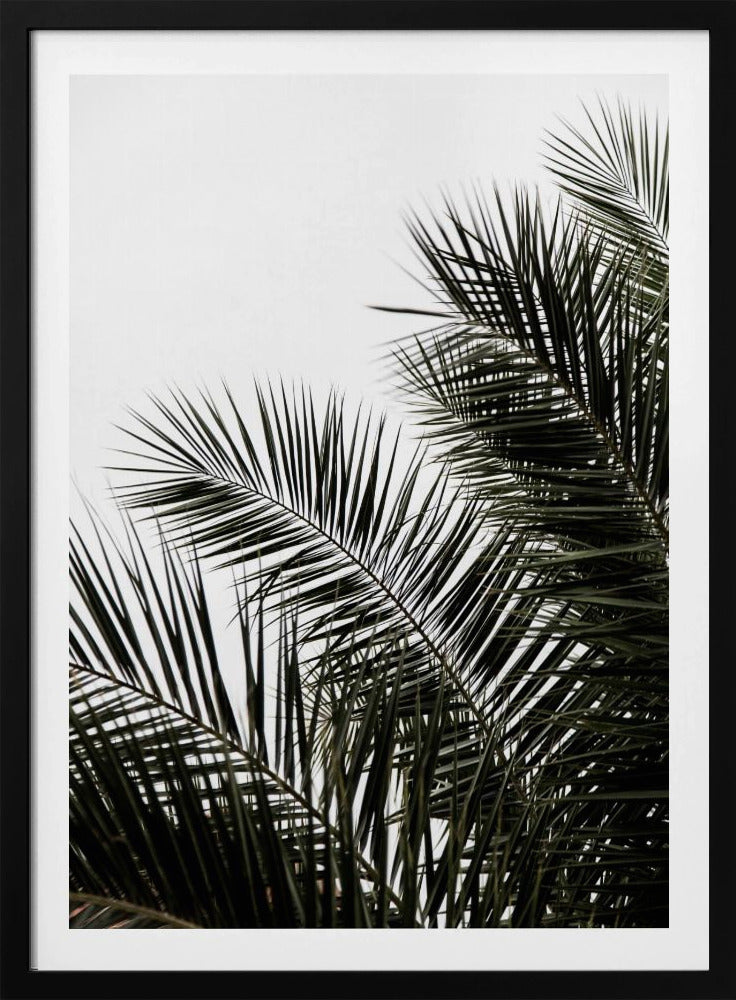 Palmblätter 3 | Poster
