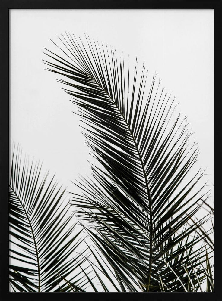 Palmblätter 1 | Poster