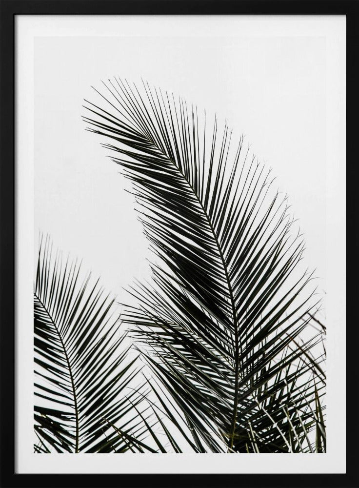 Palmblätter 1 | Poster