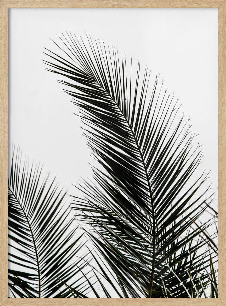Palmblätter 1 | Poster