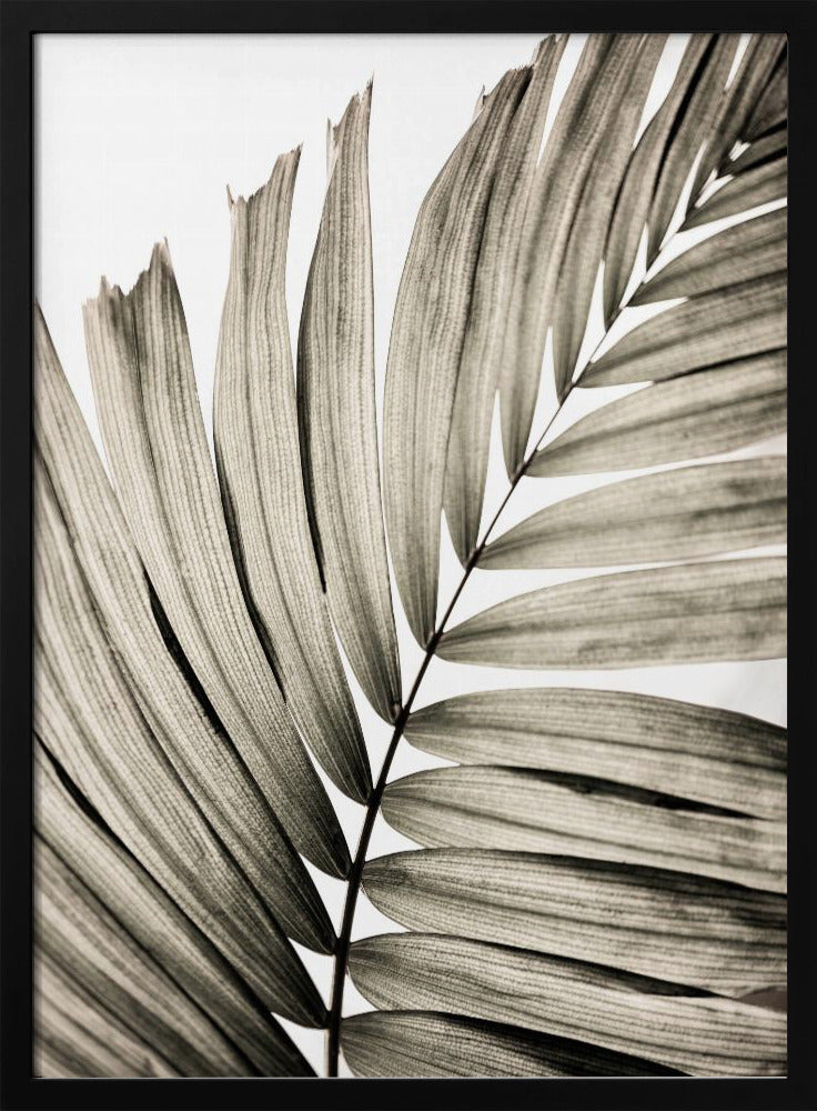 Palmblätter 22 | Poster