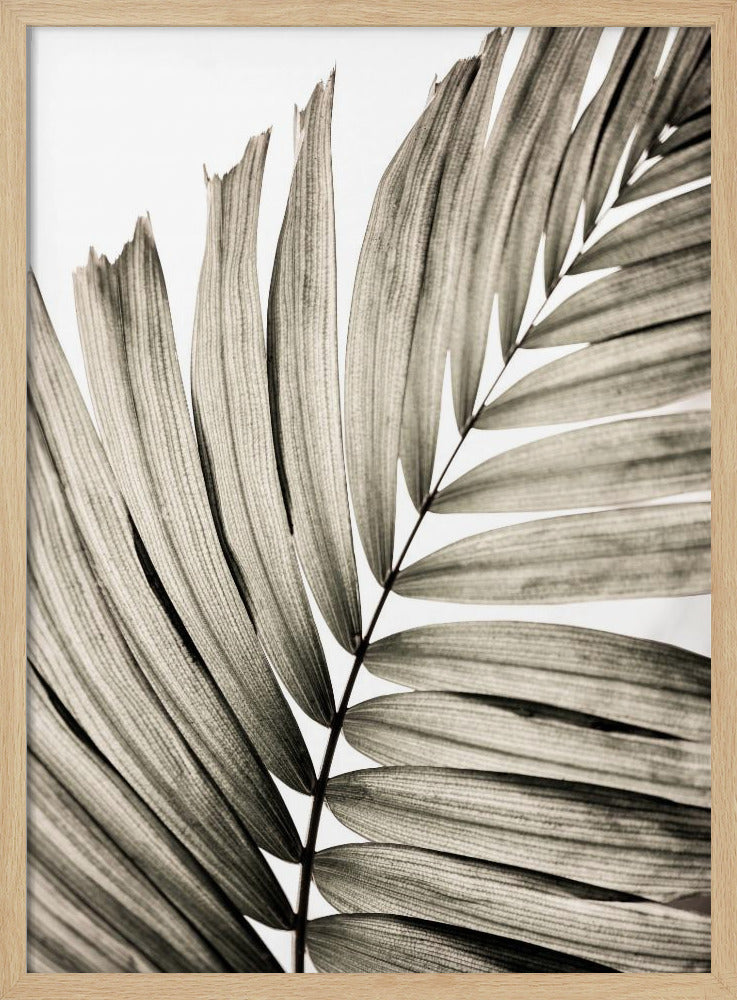 Palmblätter 22 | Poster