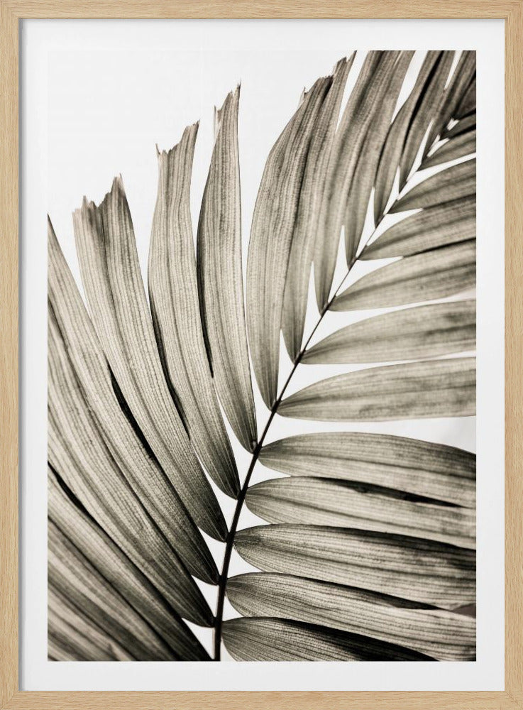 Palmblätter 22 | Poster