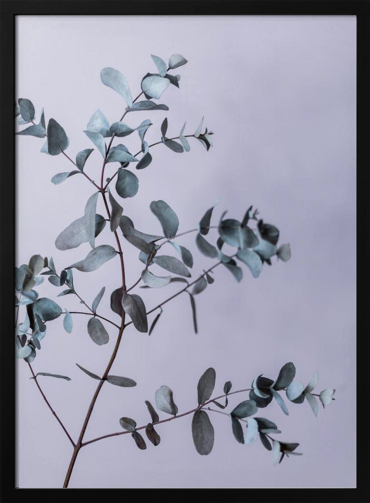 Eukalyptus 13 | Poster