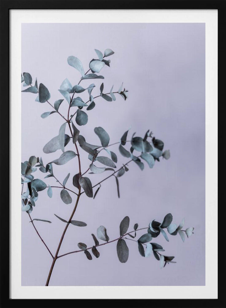 Eukalyptus 13 | Poster