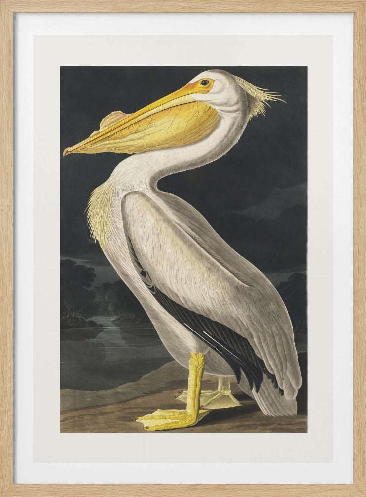 American White Pelican From Birds of America (1827) | Poster