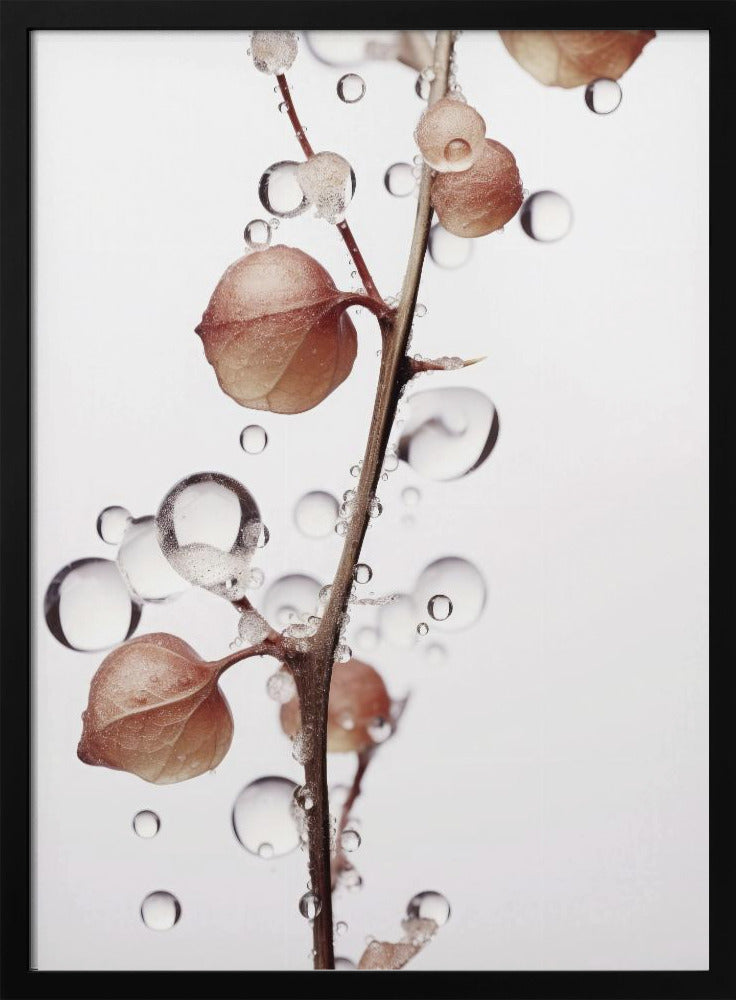 Bubbles and Blooms | Poster