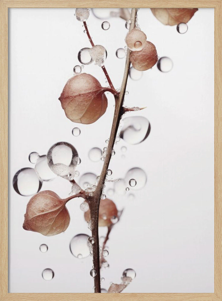 Bubbles and Blooms | Poster