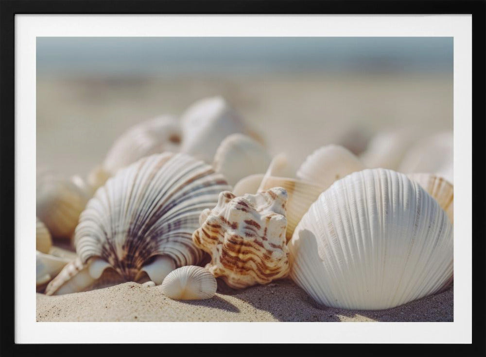 Muscheln am Meer | Poster