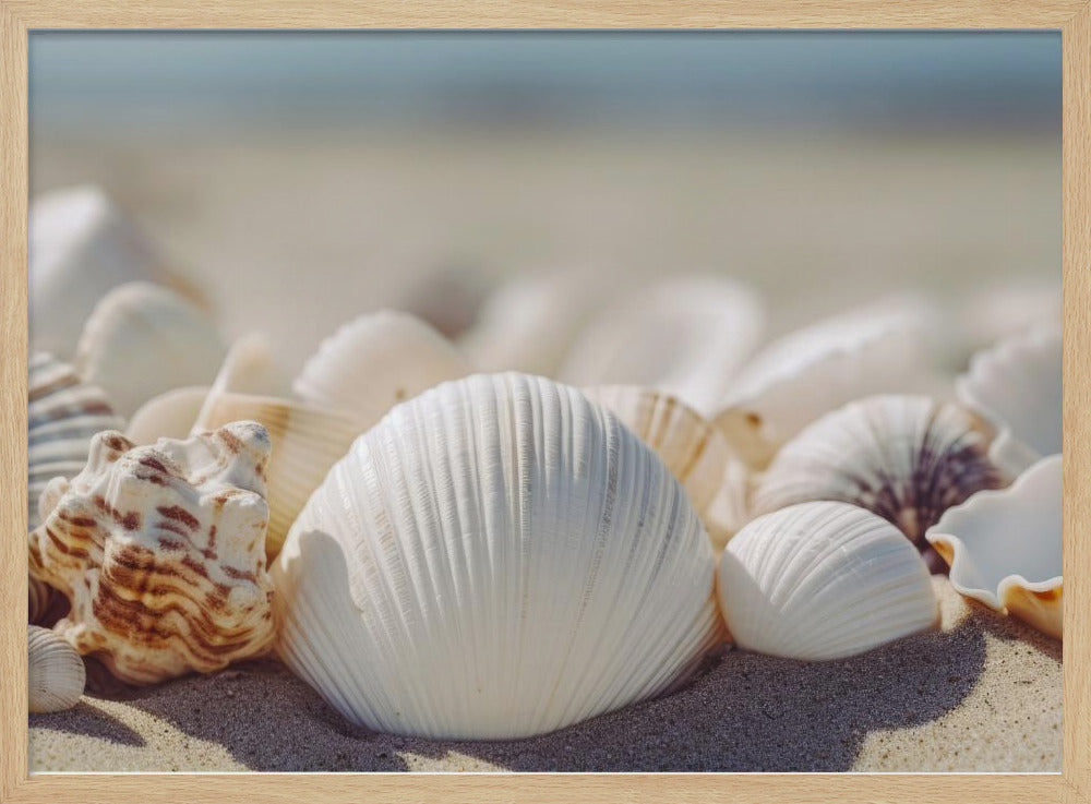 Muscheln am Meer | Poster