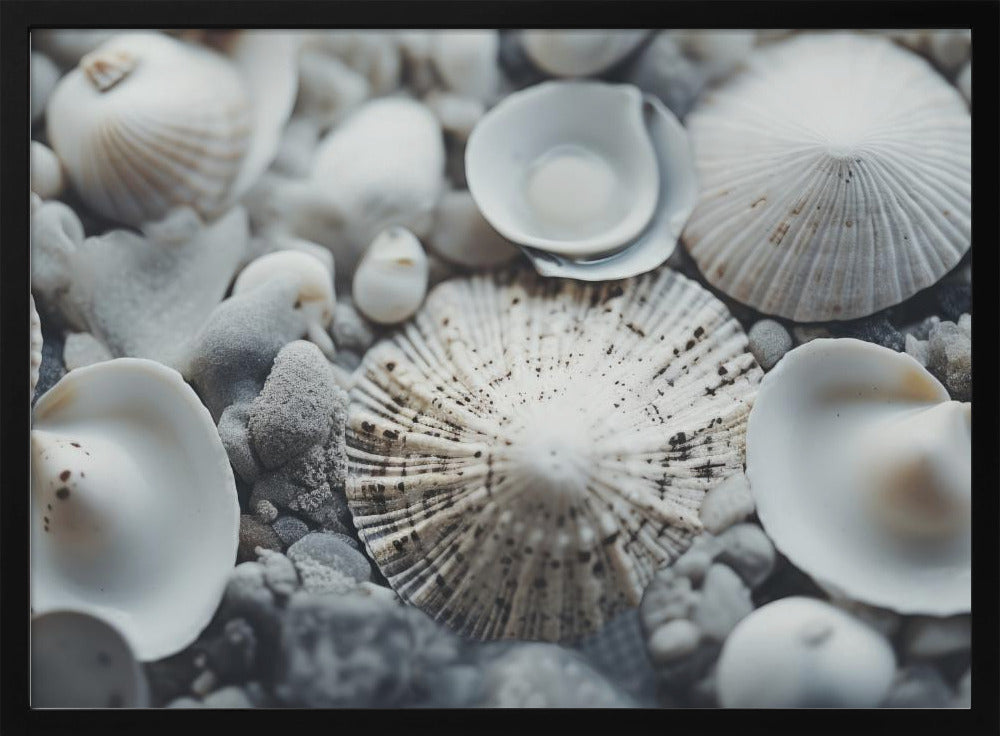 Muschelsymphonie | Poster