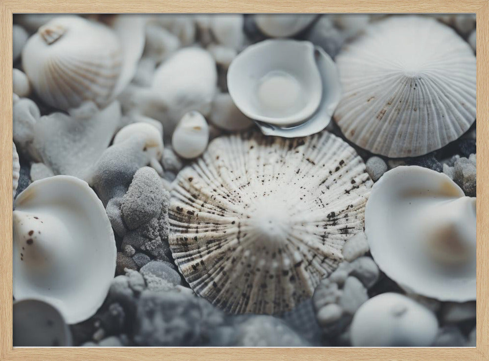 Muschelsymphonie | Poster