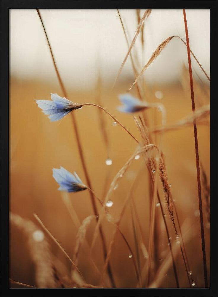 Blue Blooms at Dawn | Poster