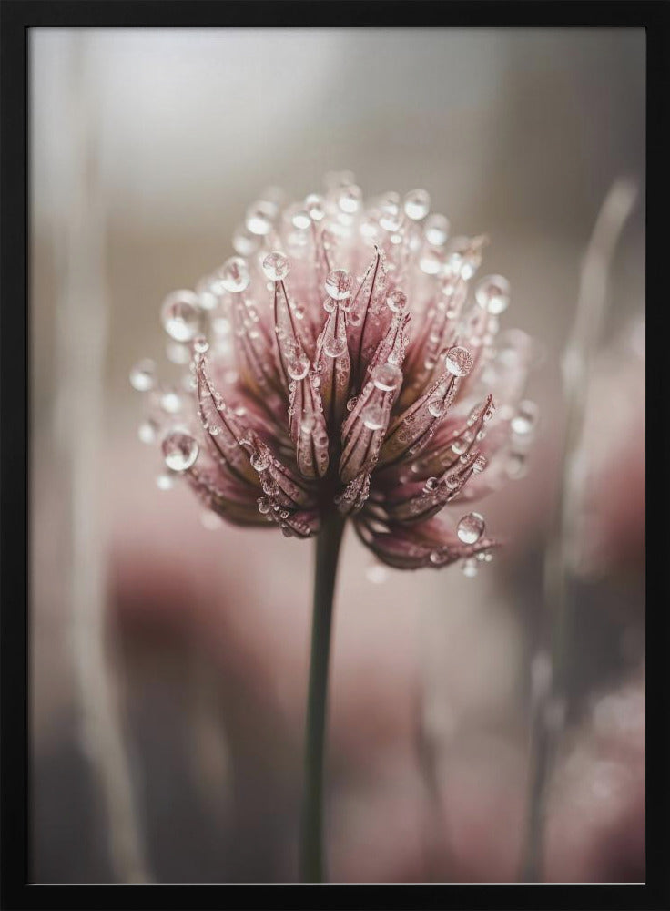 Dew-Kissed Blossom | Poster