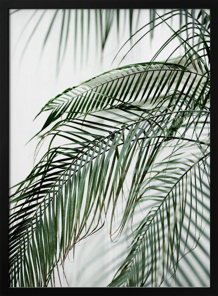 Palmblätter 21 | Poster