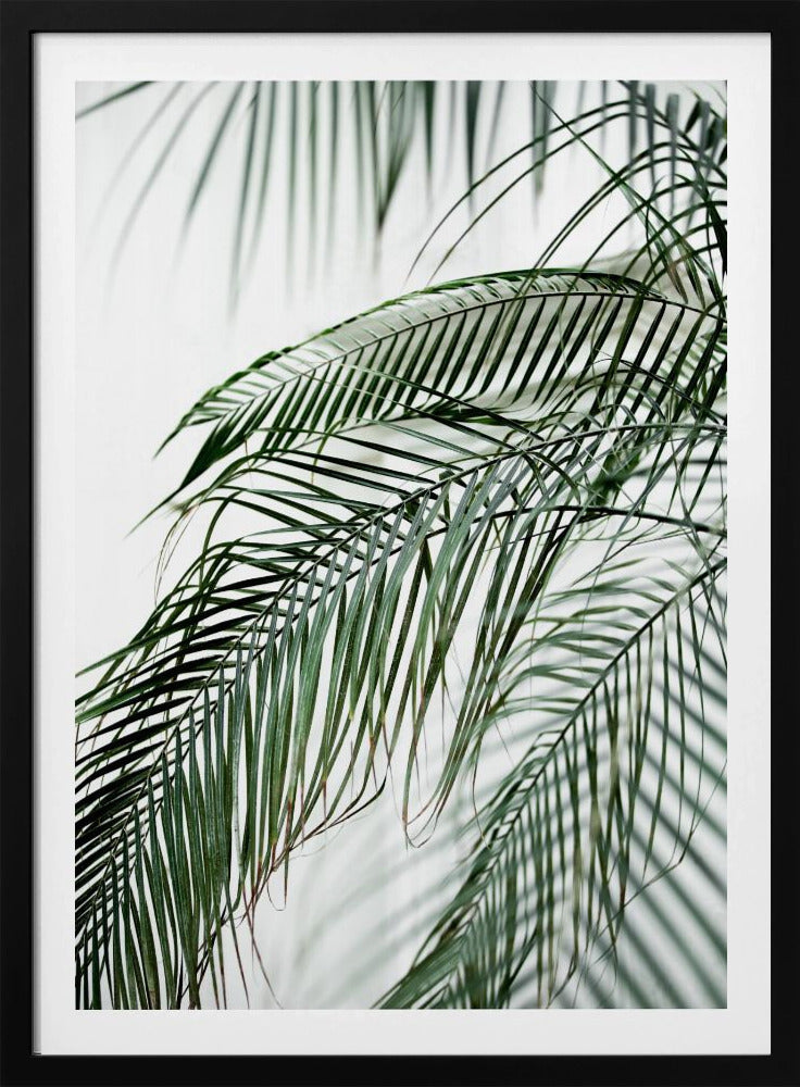 Palmblätter 21 | Poster