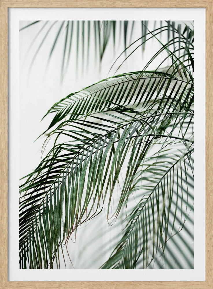 Palmblätter 21 | Poster