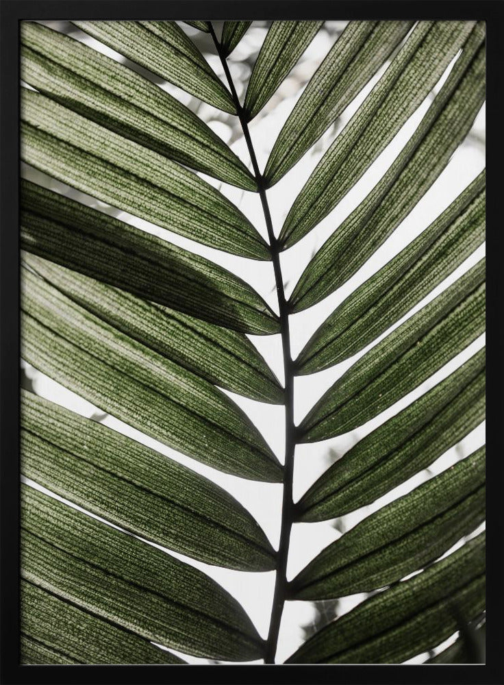 Palmblätter 24 | Poster